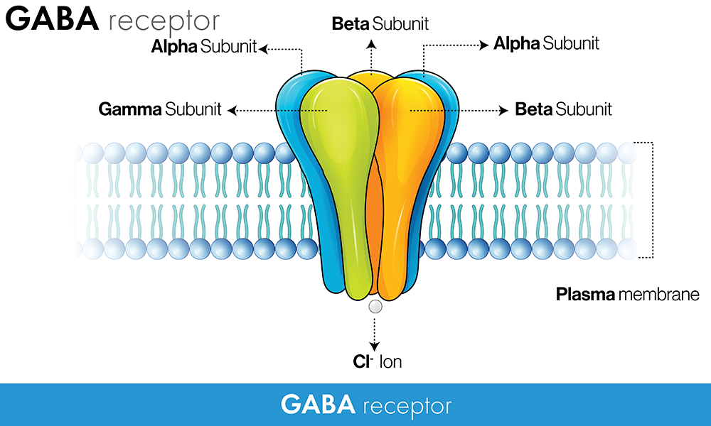 gaba receptors