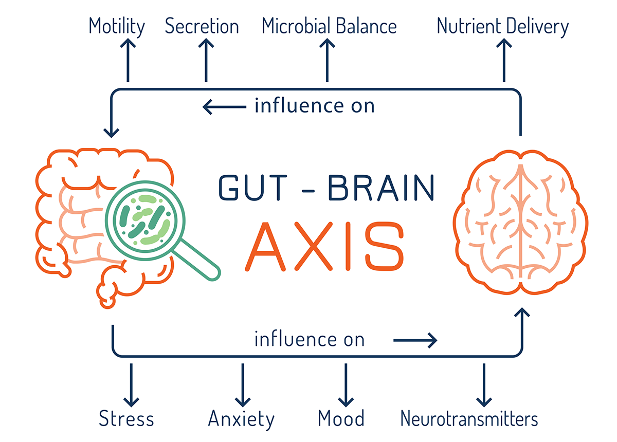 gut brain connection microbiome