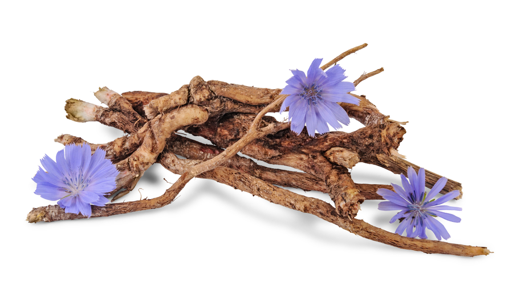 chicory root fiber for gut health digestion