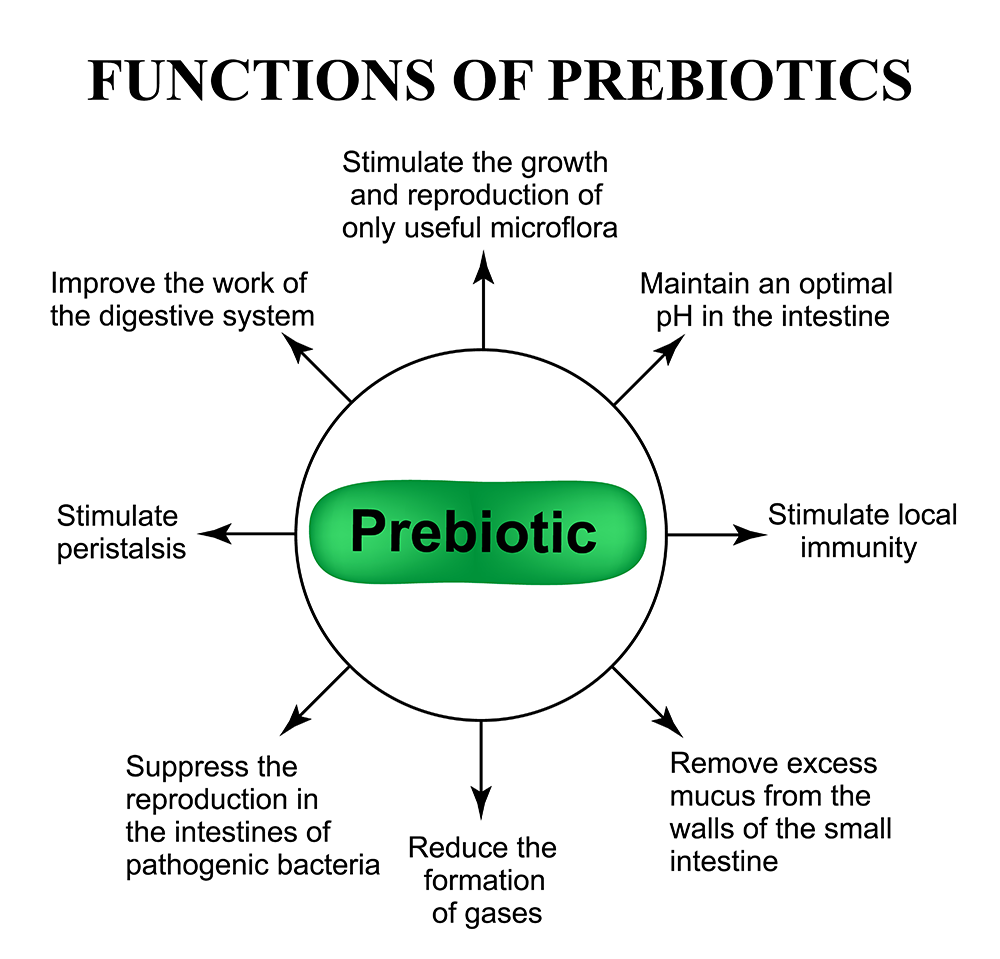 what does prebiotic do